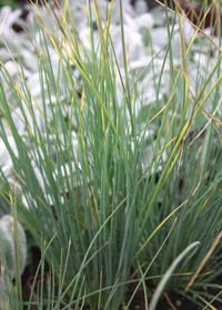 Juncus inflexus 'Blue Arrows'